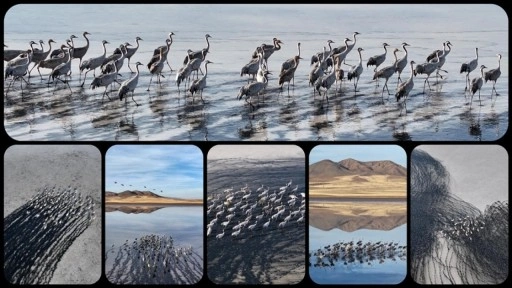 Su seviyesi yükselen Tuzla Palas Gölü'nde kuş popülasyonu arttı