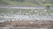 Su tutmaya başlayan baraj kuşlarla şenlendi