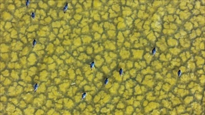 Su tutmaya başlayan &Ccedil;avuş&ccedil;u G&ouml;l&uuml; yeniden canlanıyor