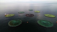 Su ürünleri ihracatının yeni yıldızı: Karadeniz somonu