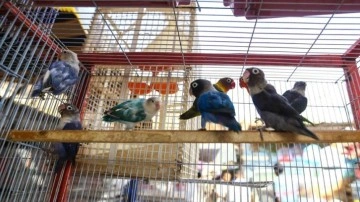 Sudan’daki kuş meraklılarının adresi: Umdurman kuş pazarı