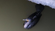 Sulama kanalında mahsur kalan kuşları AFAD ekipleri kurtardı