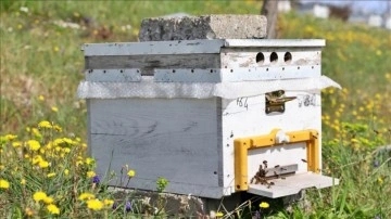 Sürdürülebilir tarımda bal arıları önemli rol oynuyor