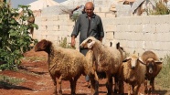 Suriye'de besiciler umudunu yardım kuruluşlarına bağladı