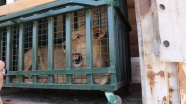 Suriye'de hayvanat bahçelerindeki hayvanlar Türkiye'ye nakledildi