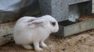 Suriye'de tavşan çiftliği kuruldu