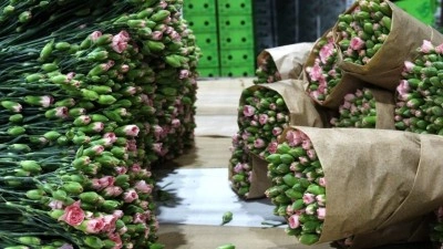 S&uuml;s bitkisi ihracatı yılın ilk yarısında yaklaşık 100 milyon dolara ulaştı