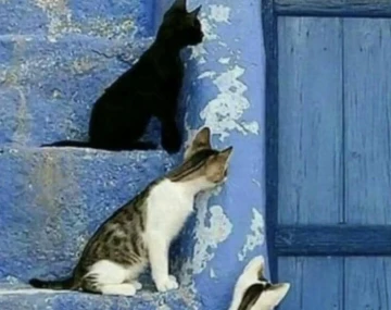 Sustu!.. Kulaklarıma inanamadım&hellip; -Arzu Leyal yazdı-