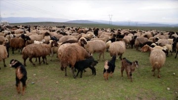 Süt kuzularının anneleriyle buluşma anları görüntülendi