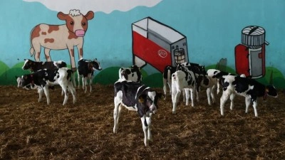 S&uuml;t sağım robotları sayesinde hayvanlarının sağlığını koruyup &uuml;retimi artırdılar