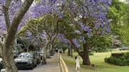 Sydney’i süsleyen mor güzellik: Jakaranda ağaçları