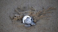 Takip cihazı takılan 3 deniz kaplumbağası doğal yaşam alanına bırakılacak