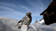 Taklacı güvercinlere soğuk havada idman