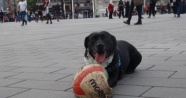 Taksim'de hünerlerini sergileyen köpek, vatandaşların ilgi odağı oldu