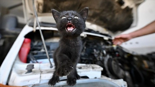 Tamire getirilen otomobilin motor kısmından çıkarılan kediyi usta sahiplendi