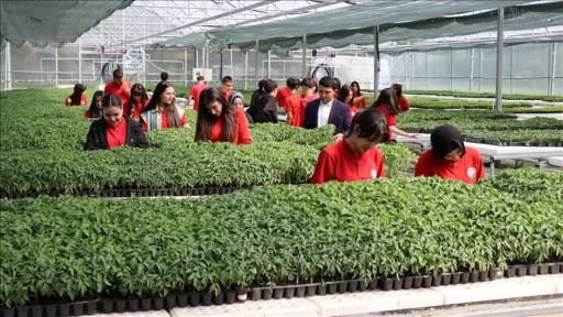Tarım eğitimini teoriden seraya taşıyan lise öğrencileri 1 milyon fide üretimi hedefliyor