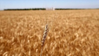 Tarım emtia piyasasında ge&ccedil;en ay buğday r&uuml;zgarı esti