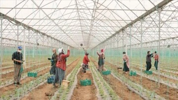 Tarım işçileri Ramazan ayında da ekmek mücadelesini sürdürüyor