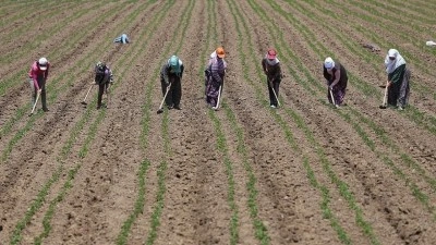 Tarım iş&ccedil;ilerinin g&uuml;nl&uuml;k &uuml;creti 2025'te arttı