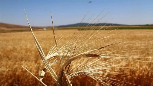 Tarım ve Orman Bakanlığı bitkisel üretimde gelecek yıl verilecek destekleri derledi