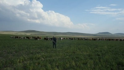 Tarım ve Orman Bakanlığı Kars'taki mera kullanımı yasağı iddialarını yalanladı