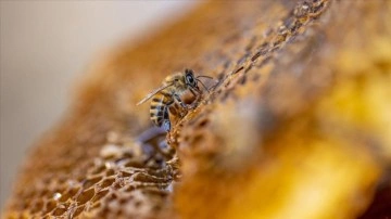 Tarımda bazı ilaçların kullanımının yasaklanması arı ölümlerini de azaltacak