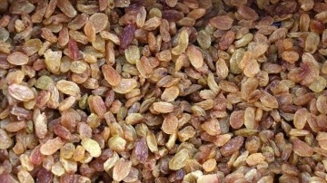 TARİŞ, çekirdeksiz kuru üzüm alım avans fiyatlarını güncelledi