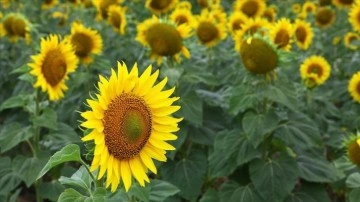 Tarlaları sarıya boyanan Kırklareli'nde 250 bin ton ayçiçeği rekoltesi bekleniyor