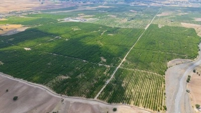 TARSİM'in desteğiyle ayakta kalan 5 bin d&ouml;n&uuml;ml&uuml;k meyve bah&ccedil;esinde hasat başladı