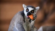 Tarsus Doğa Parkı&#039;nın &#039;Madagaskarlı&#039; sakinleri: Lemurlar