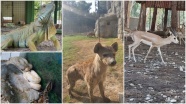 Tarsus Hayvanat Bahçesine 57 yeni üye