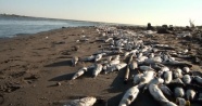Tarsus sahillerinde binlerce balık öldü