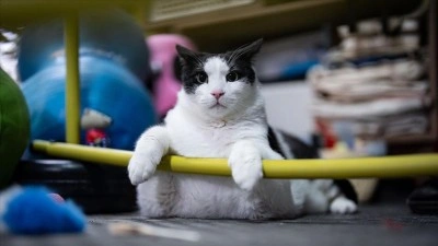 Tartıda yaklaşık 12 kiloyu g&ouml;ren kedi Boncuk, diyet ve pilatesle zayıflamaya &ccedil;alışıyor