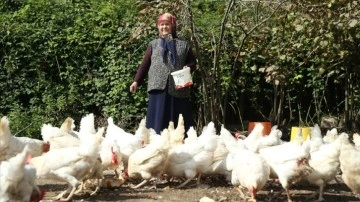 Tavuk çiftliği kuran gencin en büyük destekçisi 80 yaşındaki babaannesi