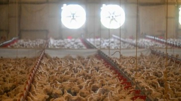 Tavuk eti üretimi ekimde aylık bazda yüzde 6,6, yıllık bazda yüzde 1,4 arttı