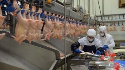 Tavuk eti &uuml;retimi haziranda yıllık bazda y&uuml;zde 14,7 arttı