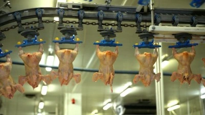 Tavuk eti &uuml;retimi mayısta yıllık bazda y&uuml;zde 16,3 azaldı