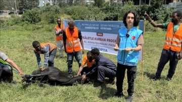 TDV Etiyopya'da kurban hissesi dağıtımına başladı