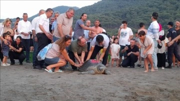 Tedavileri tamamlanan caretta carettalar denize bırakıldı