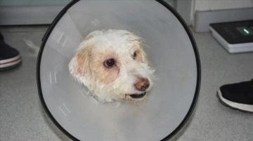 Tek gözü görmeyen köpeğe katarakt ameliyatı yapıldı