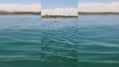 Tekirdağ a&ccedil;ıklarında 2 yunus g&ouml;r&uuml;nt&uuml;lendi