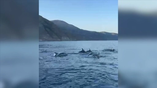 Tekirdağ'da balıkçı teknesine eşlik eden yunuslar görüntülendi