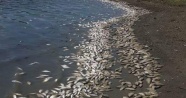 Tekirdağ'da binlerce ölü balık karaya vurdu!