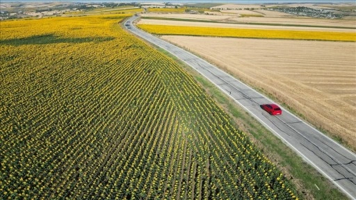 Tekirdağ'da "gündöndü" tarlaları sürücülere renkli rota sunuyor