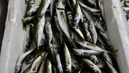 Tekirdağ'da istavrit tezgahları süsledi