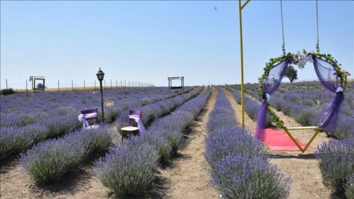 Tekirdağ’da lavanta bahçeleri fotoğraf tutkunlarını ağırlıyor