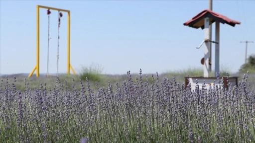 Tekirdağ'da lavanta tarlaları turizm sezonu için hazırlandı