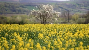 Tekirdağ'da çiçek açan kanola bitkisi tarlaları sarıya boyadı