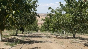 Tekirdağ'da çiftçiler damla sulamayla ürünlerinin verimini artırıyor