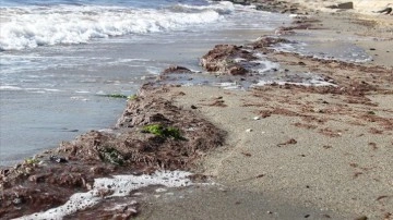 Tekirdağ'da lodos nedeniyle sahilde kırmızı yosun birikti